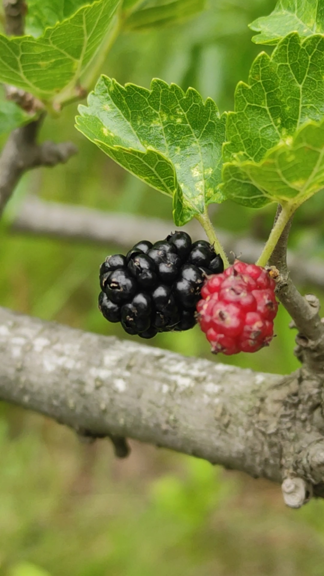 你好,夏天#自然成熟的野生桑枣,酸甜可口,不可多得的美味.