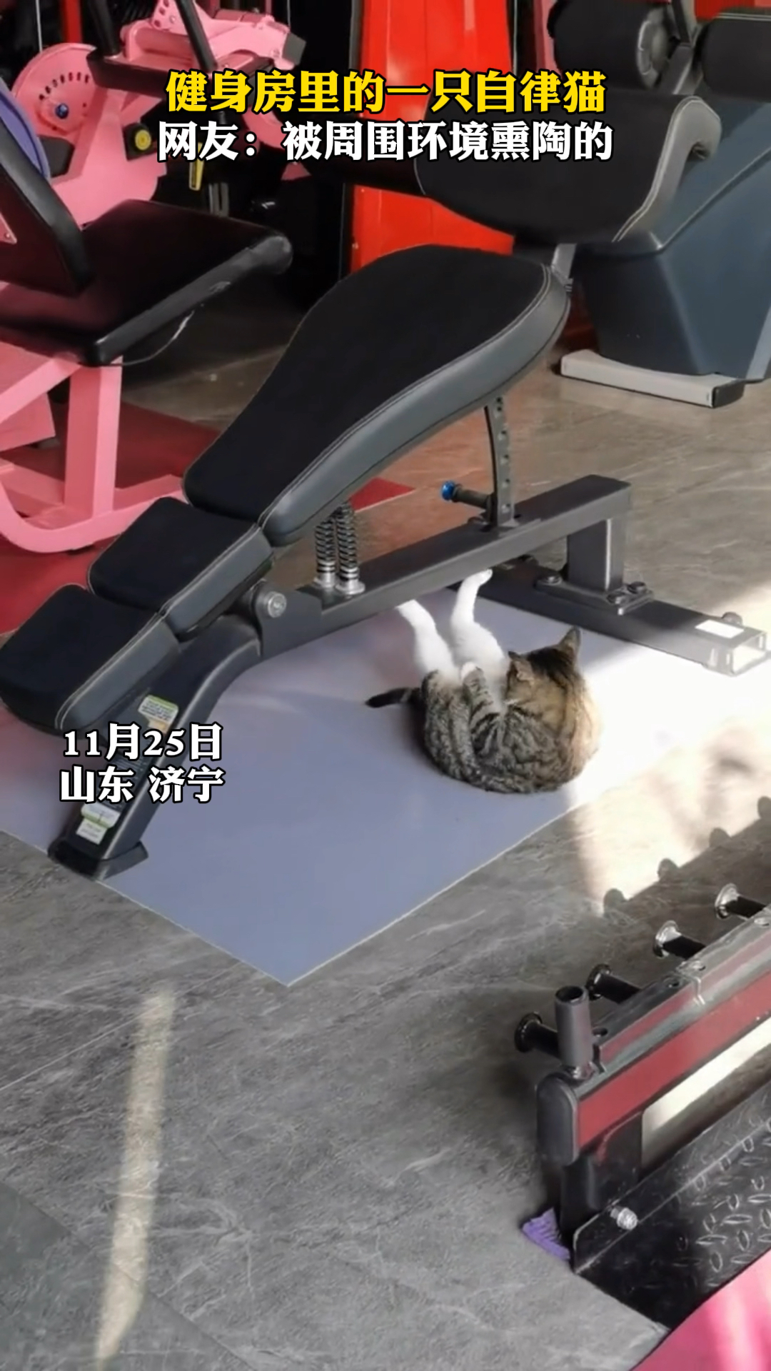 山东济宁一健身房里的一只自律猫网友被周围环境熏陶的