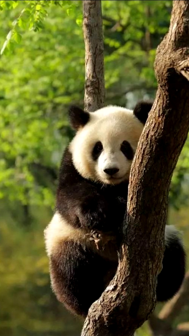 神宠来袭#可爱的熊猫宝宝萌萌哒!