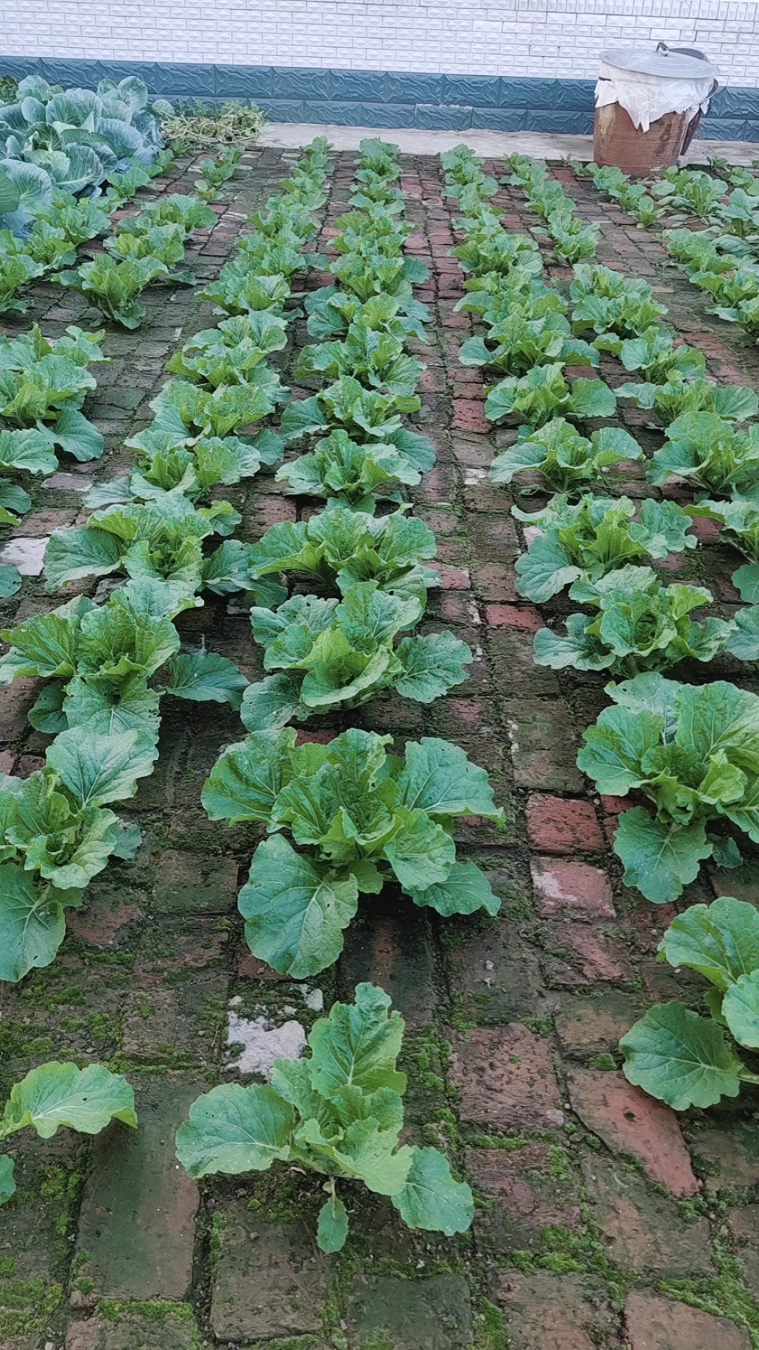 全网砖缝种菜第一人#砖地菜园子