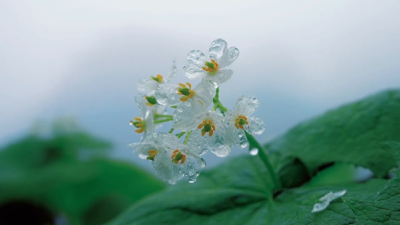 雨中的山荷叶好美当然要分享给漂亮的她啦.