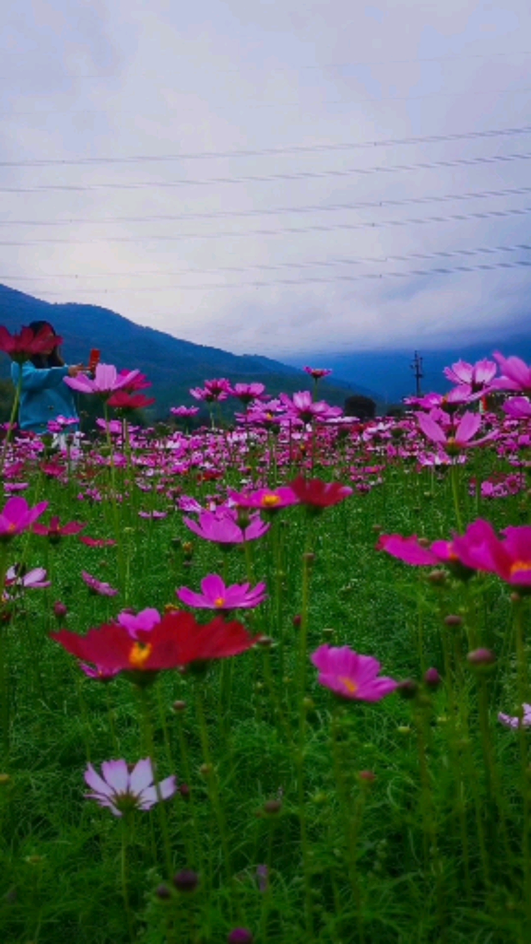 惠东白盆珠,自驾1小时,花了几十分钟拍出来的花海,这么美的景色,你来