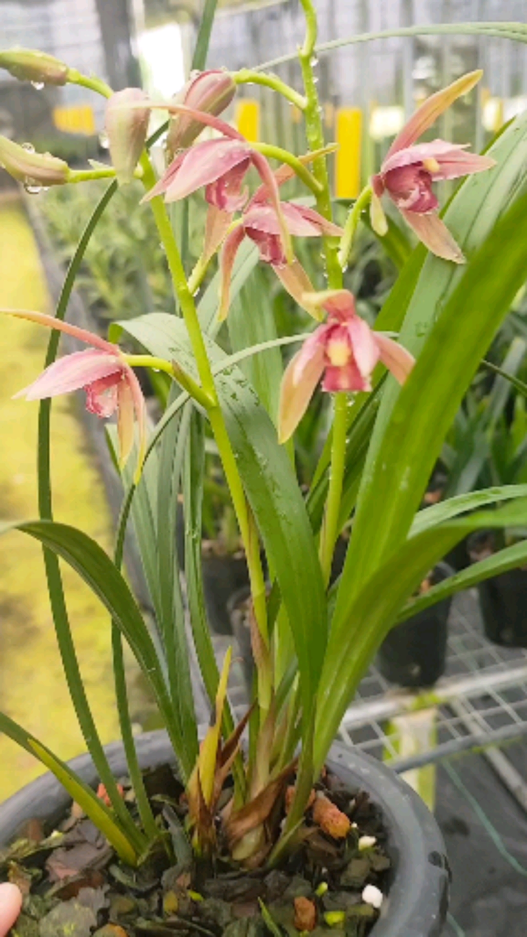 兰花#仙山红,建兰色花名品,壮苗开花太养眼了-度小视