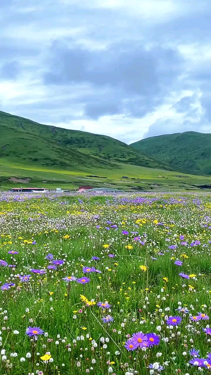 草原那叫真的美四川省阿坝州红原俄么塘花海