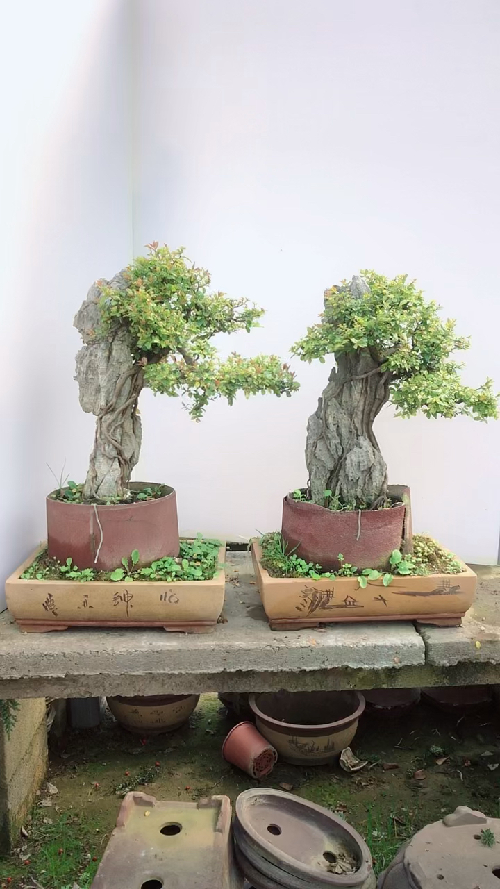 盆景七贤之一.提根抱石雀梅