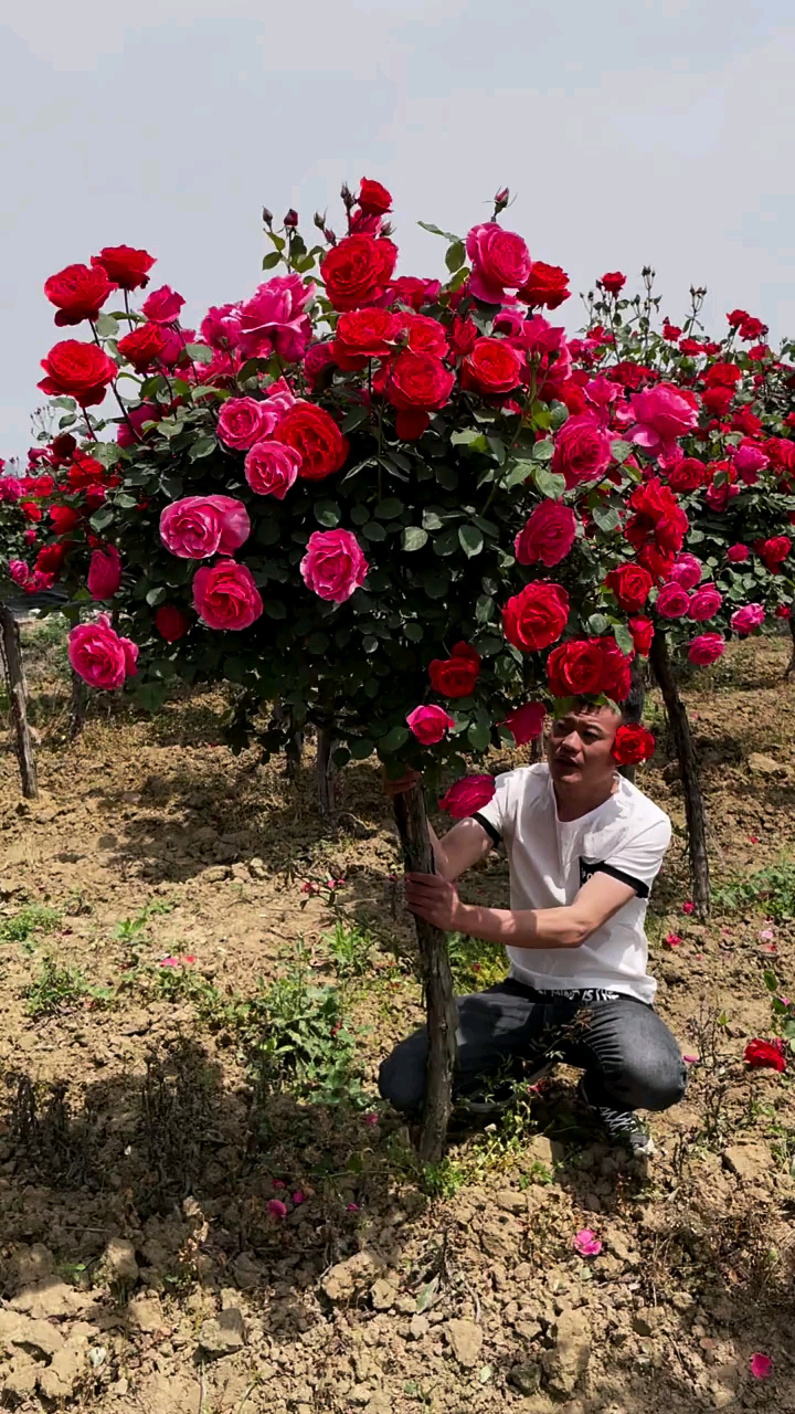 大花老桩月季,花大浓香型多季循环开花