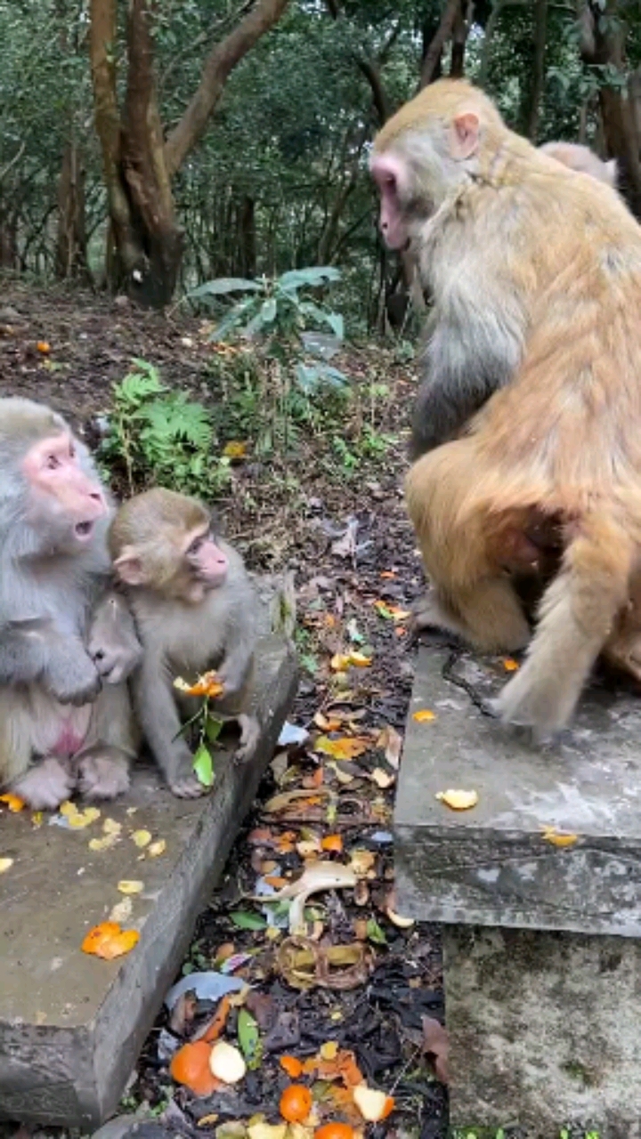 搞笑猴子太欺负猴了踩的头皮发麻龇牙咧嘴