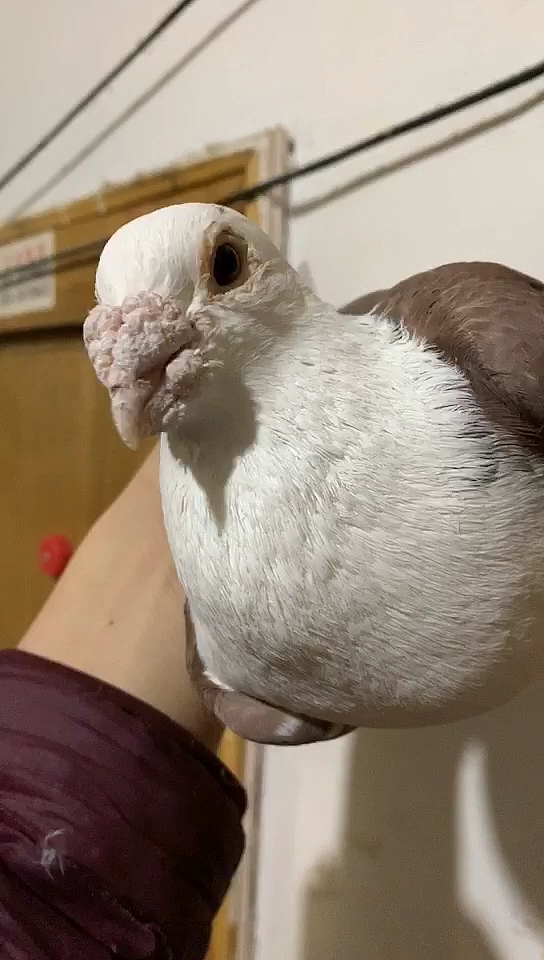 鸽痴的鸽子#@所有人,请你欣赏:这种大鼻子的蝴蝶背看起来是不是格外