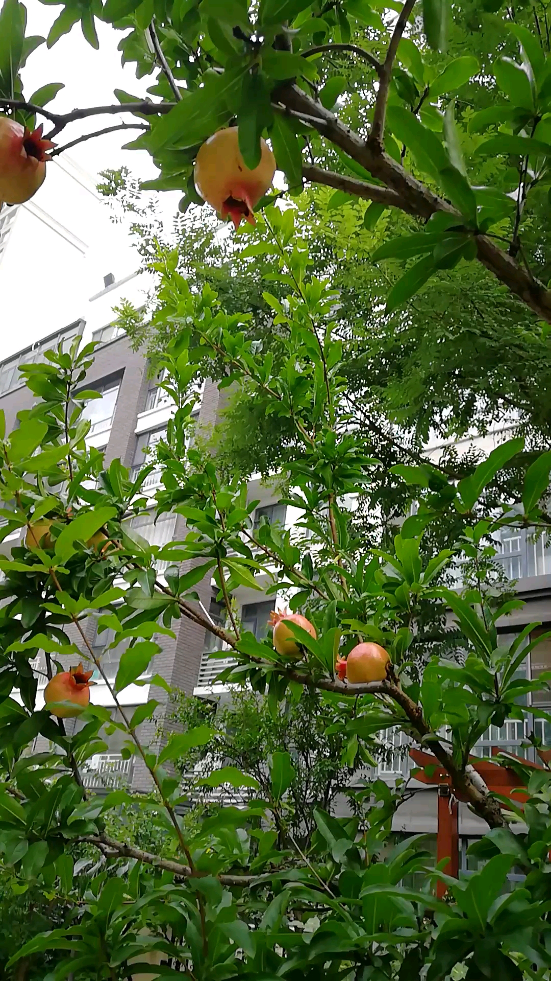 夏日炎炎有你真甜#并蒂石榴