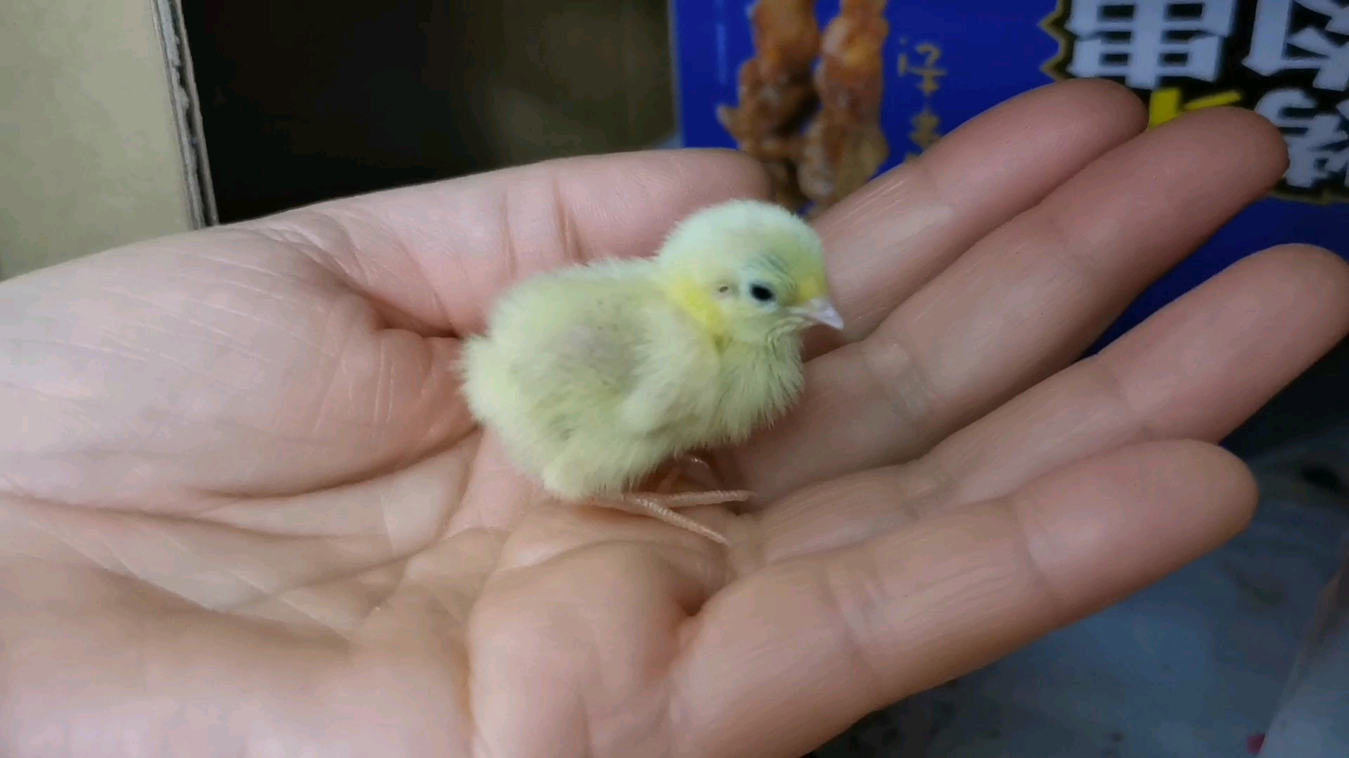 世界最小的鸡图片