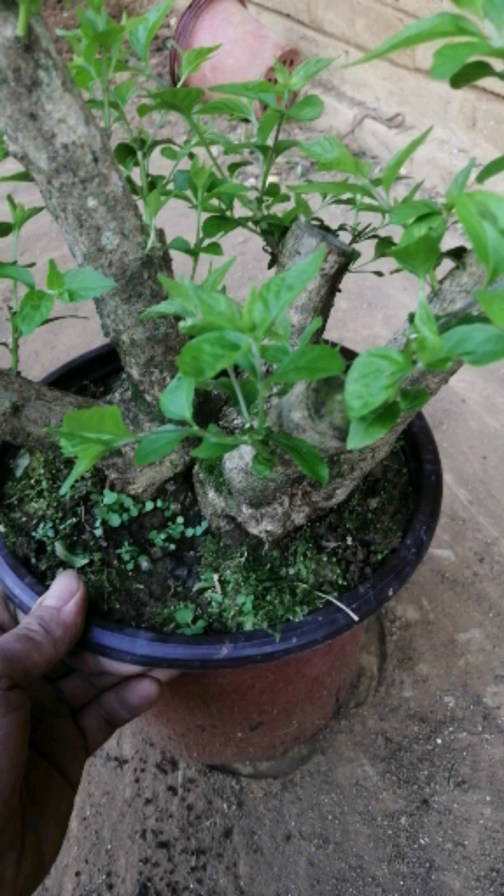 #盆景#一棵大紫珠