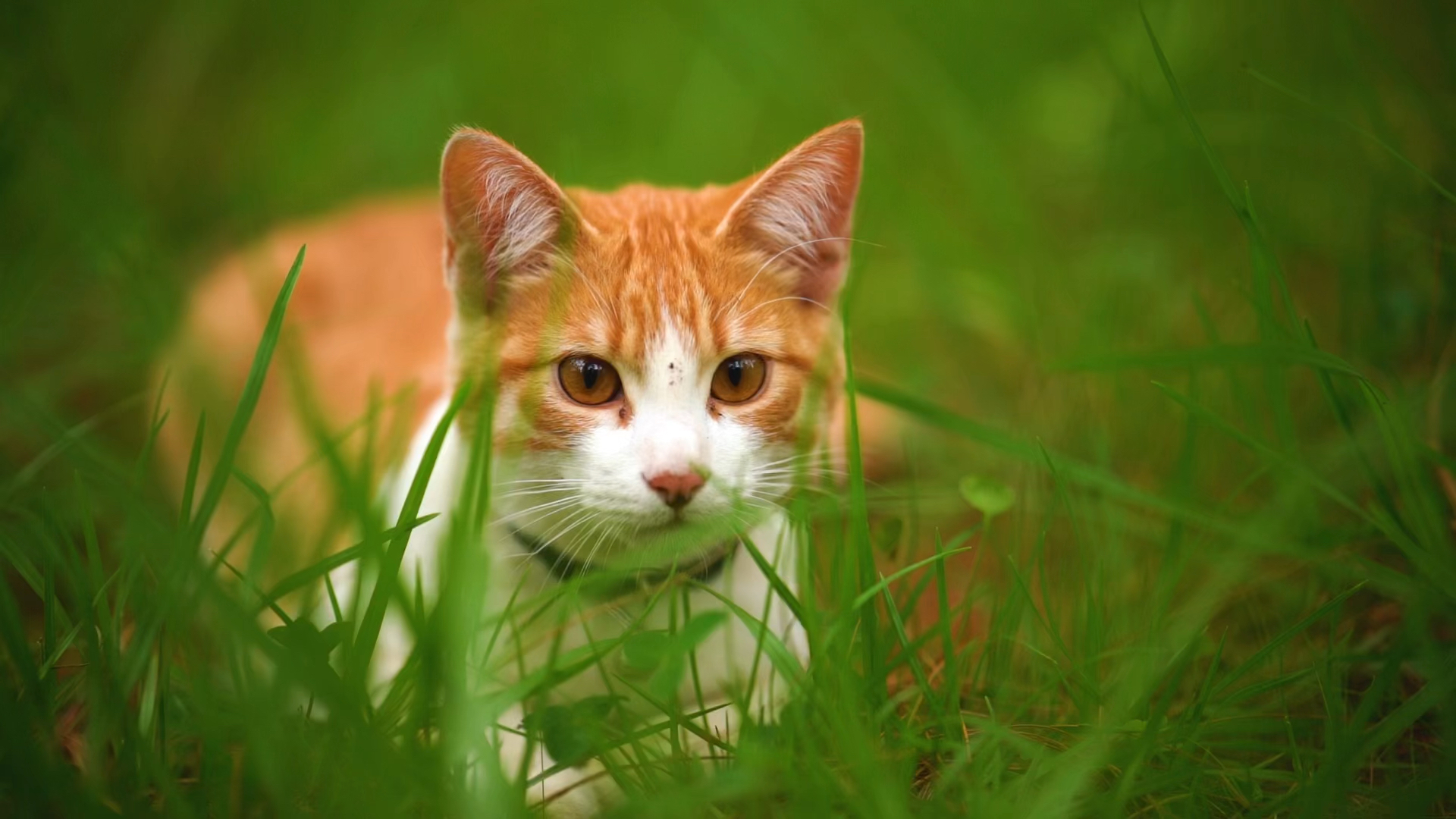 素材:户外猫猫可爱
