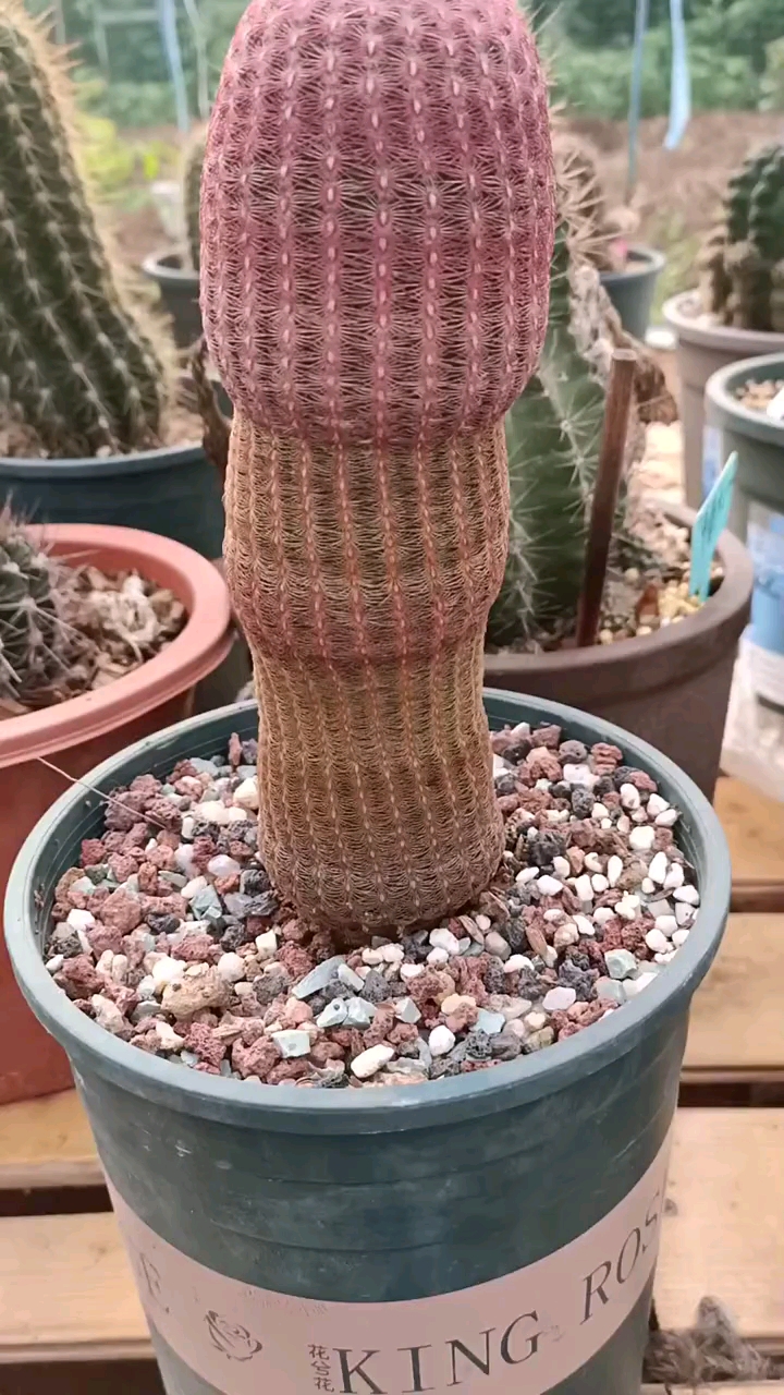 仙人球红太阳这造型怎么样