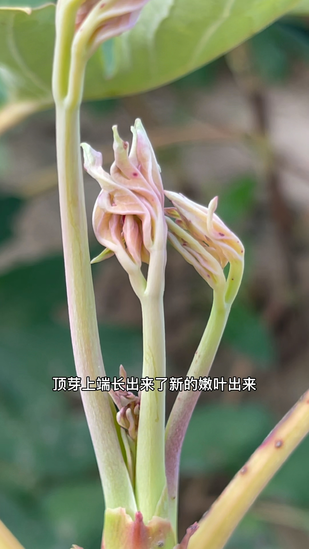 牡丹#牡丹夏季发芽还能开花吗