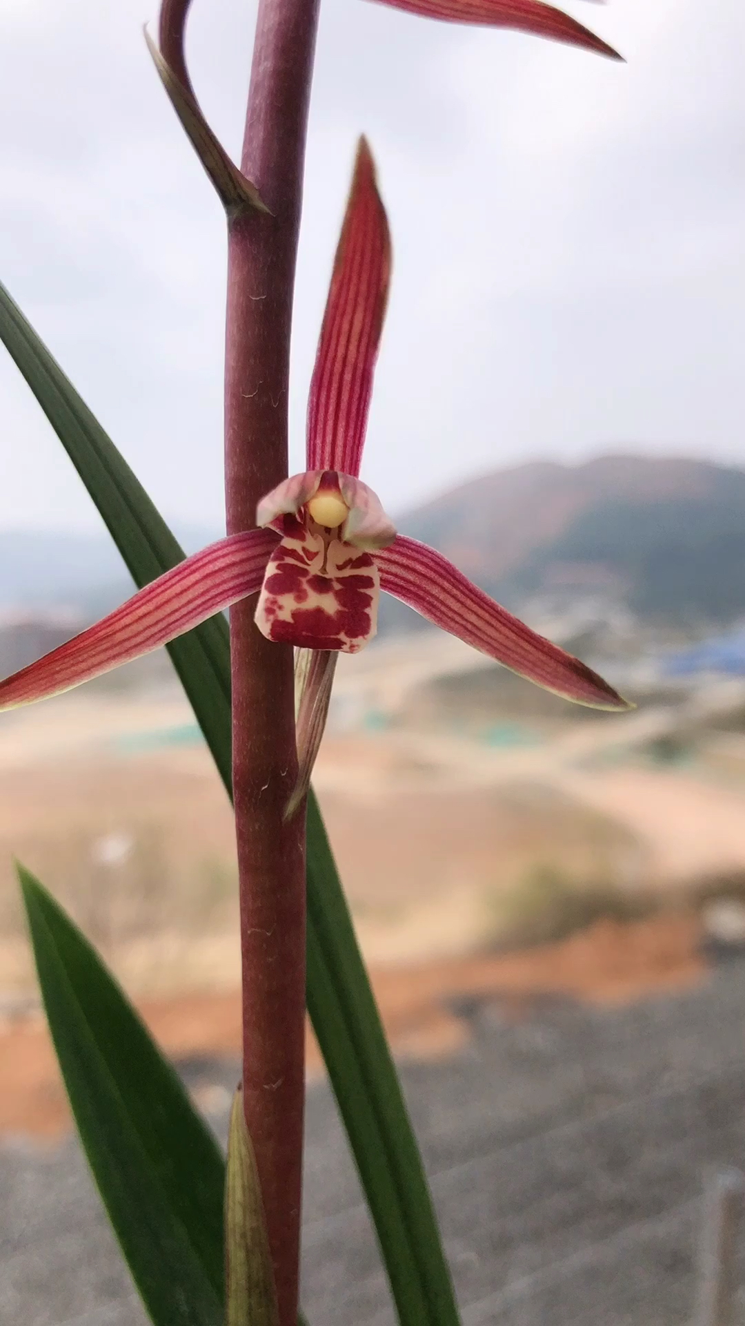 2021我的心愿#墨兰报岁兰#红太阳浓香室内绿植