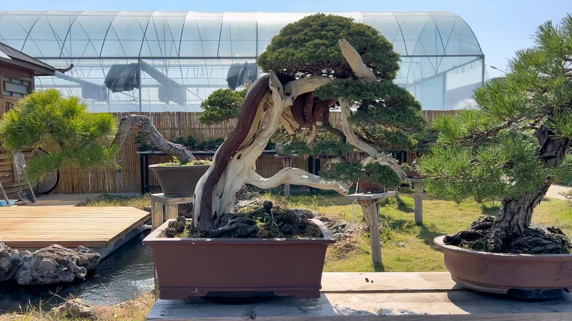 盆景#国风展系鱼川