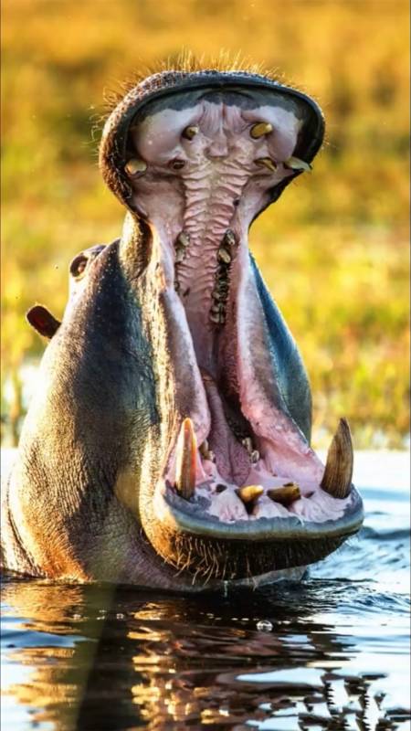 动物世界#河马撕咬水中鳄鱼