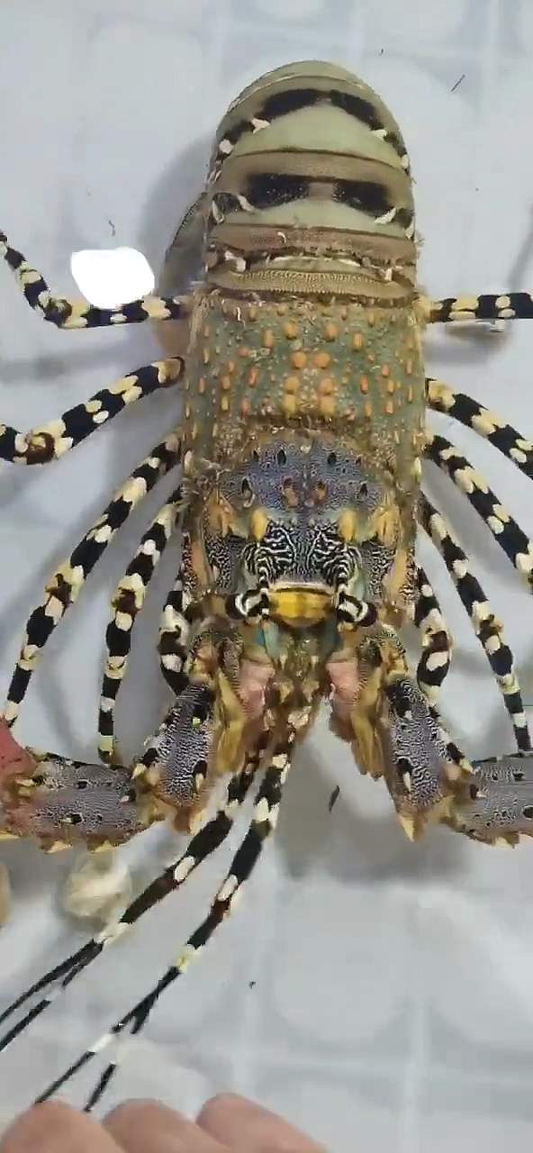 花龙虾#大花龙,宴席硬菜.