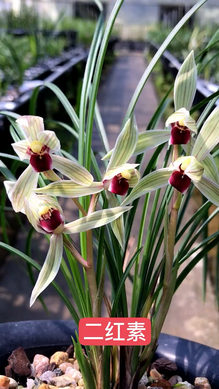 兰花莲瓣兰二红素亲民价格的红素