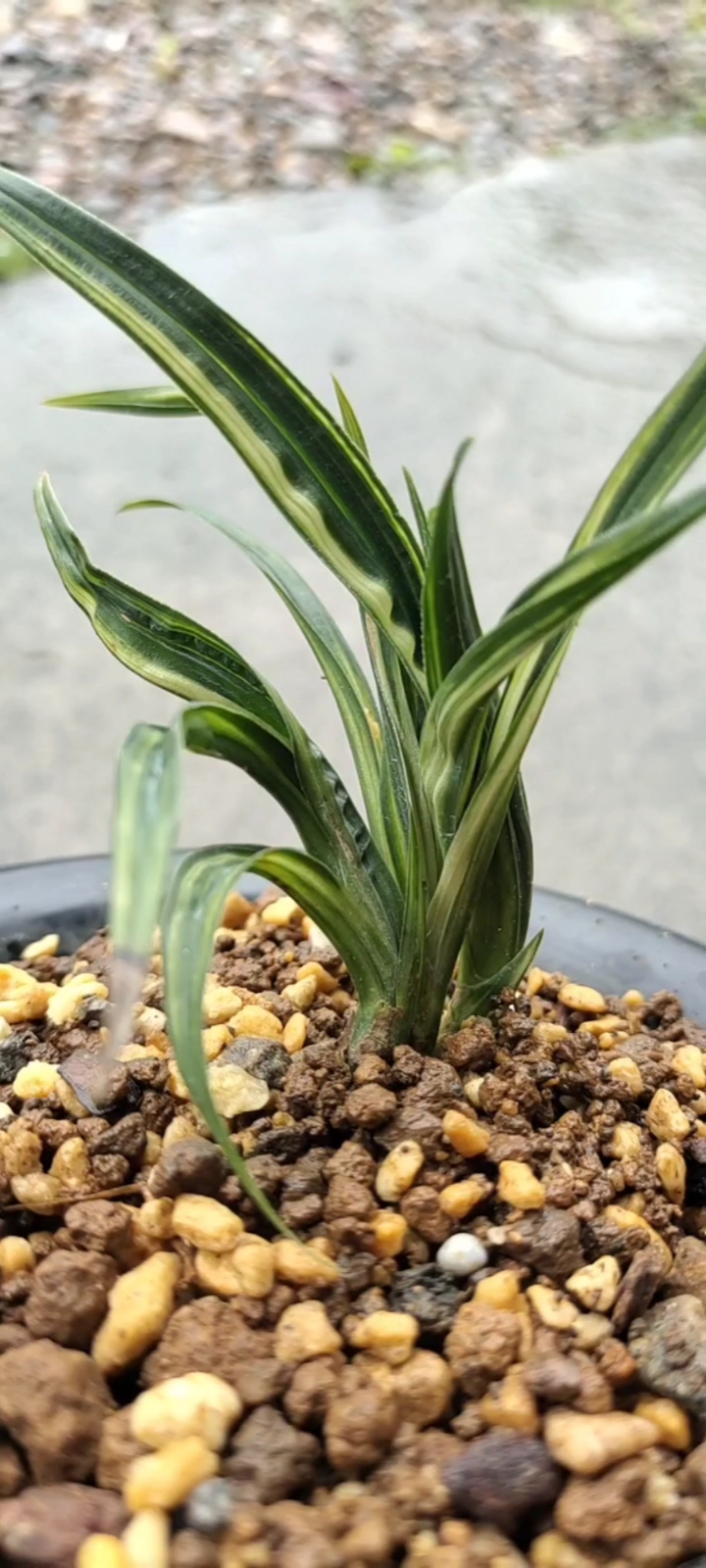 兰花,送春水晶龙