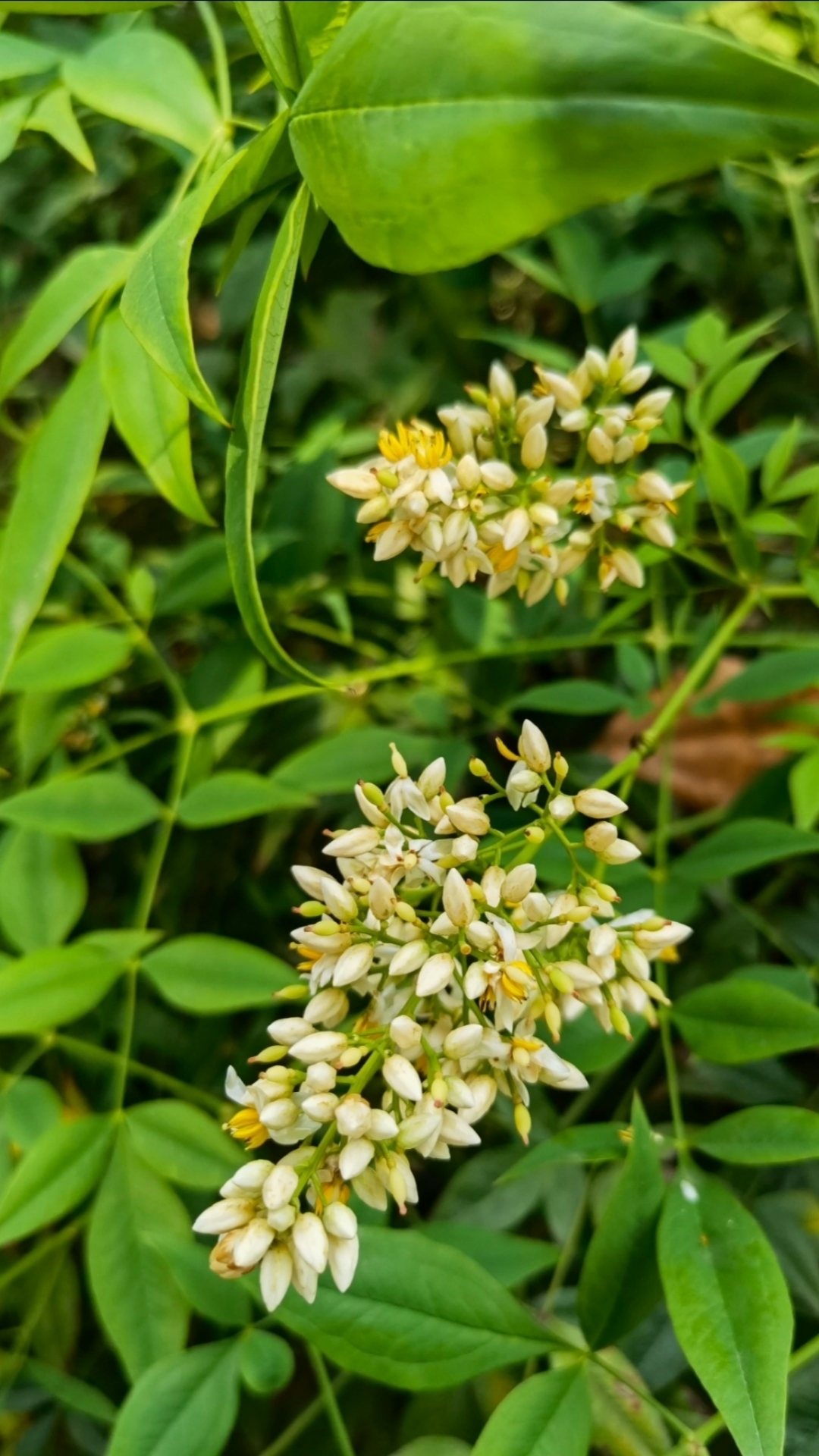 南天竹花#南天竹的花分享南天竹因为株形优美,容易养护,一直是一种受