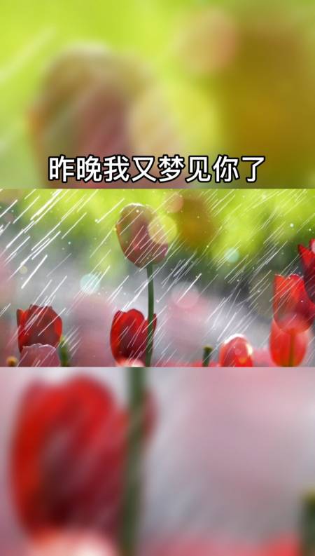 记录生活#昨晚我又梦见你了