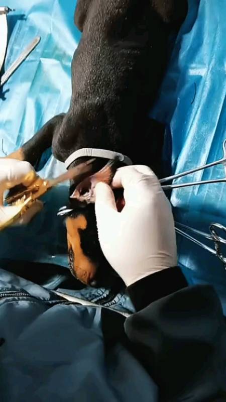 我要上热门杜宾犬如何裁耳看完你就知道了