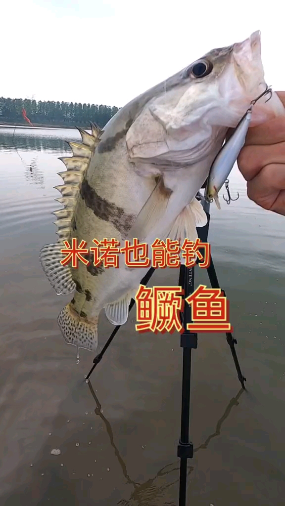 野钓钓鱼路亚鳜鱼就是这样简单