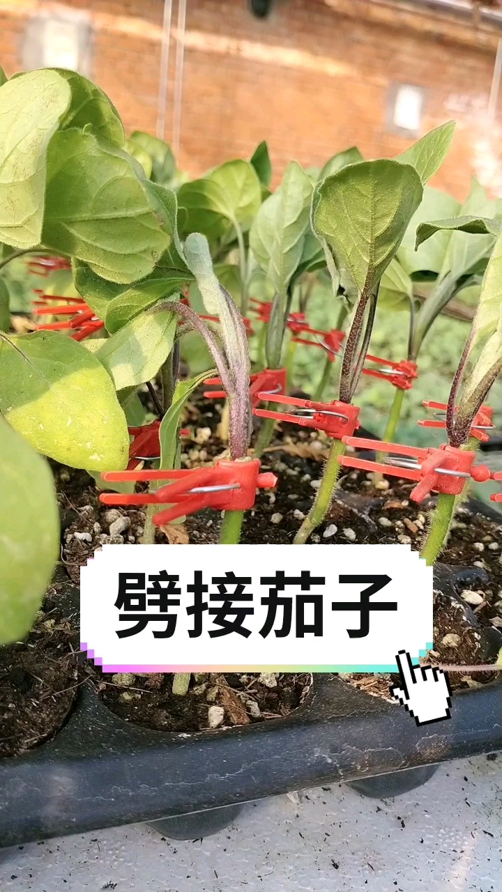 #茄子嫁接技术#茄子嫁接,抗重茬不死秧,高产抗病