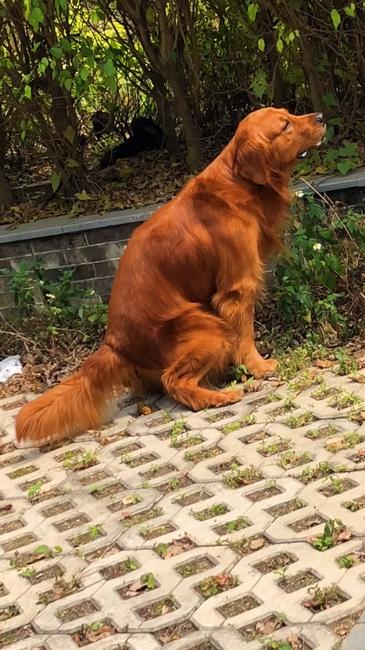 如果你厌倦了外面的勾心斗角,那就来我身边吧,我教你怎么给狗铲屎-度