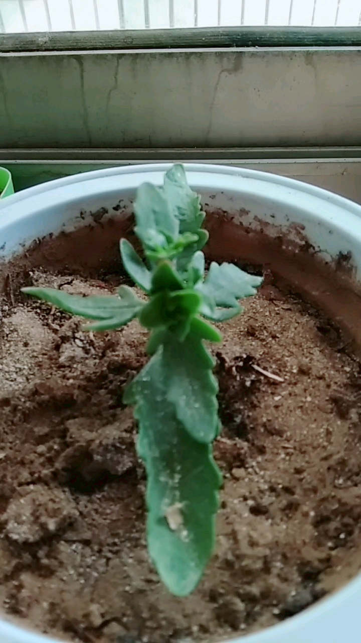 自己扦插的长寿花小苗.期待能成活.