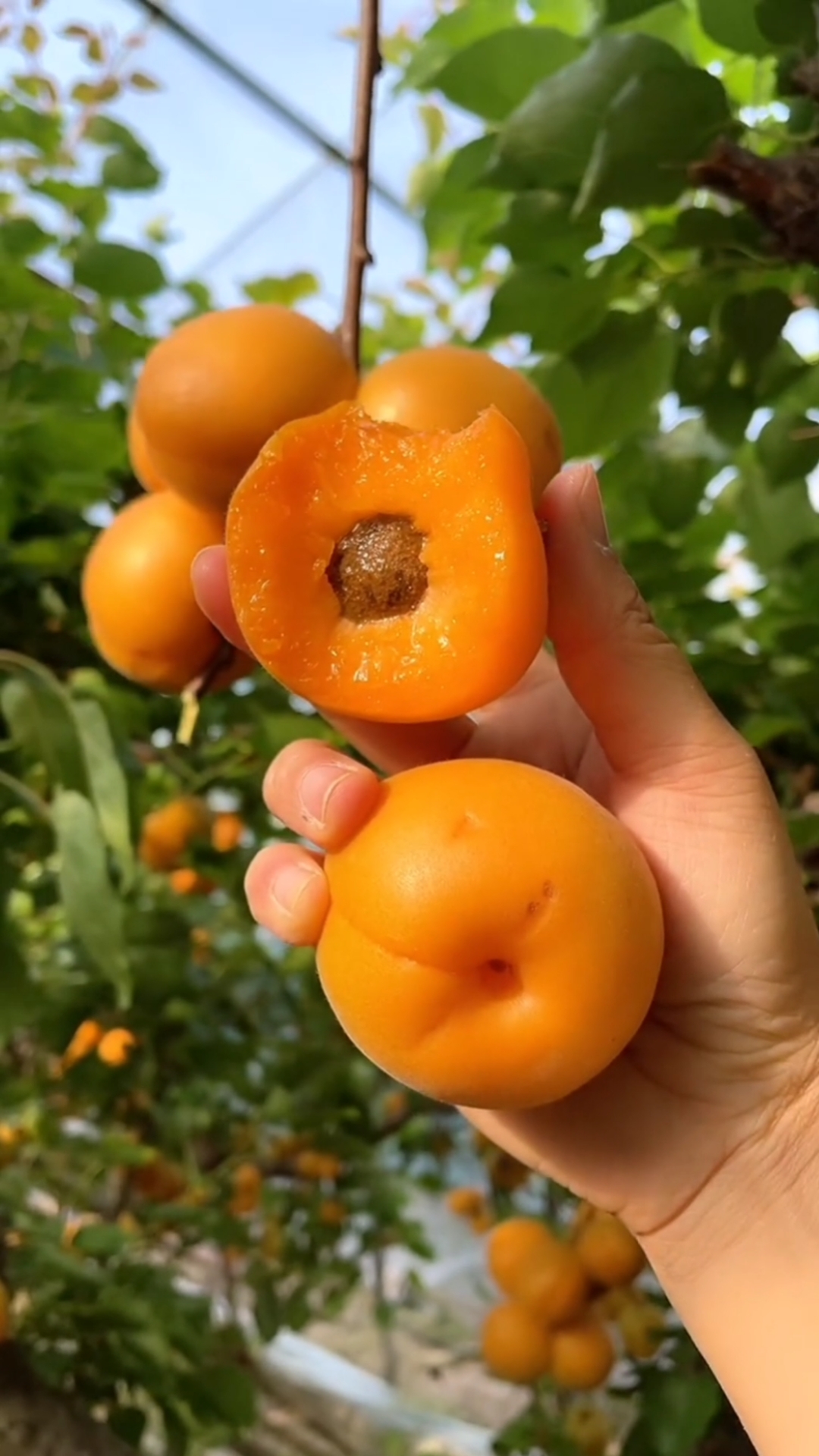 金太阳杏树苗南北方可种植!