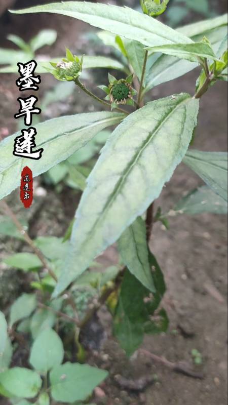 认识中草药#百草中药之墨旱莲,菊科鳢肠属,一年生草