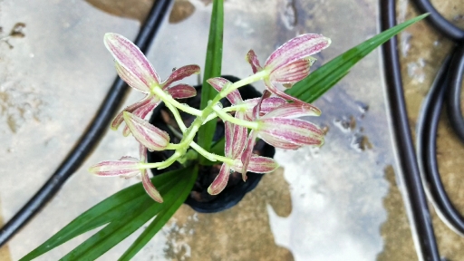 珍珠兰花杆比叶子还高