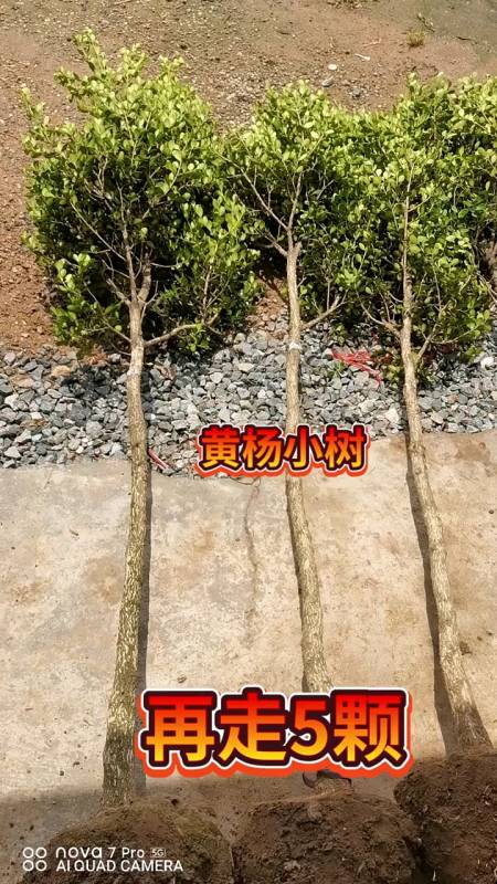 高杆瓜子黄杨树,四季常青不落叶,耐寒耐旱南北方都可以栽植