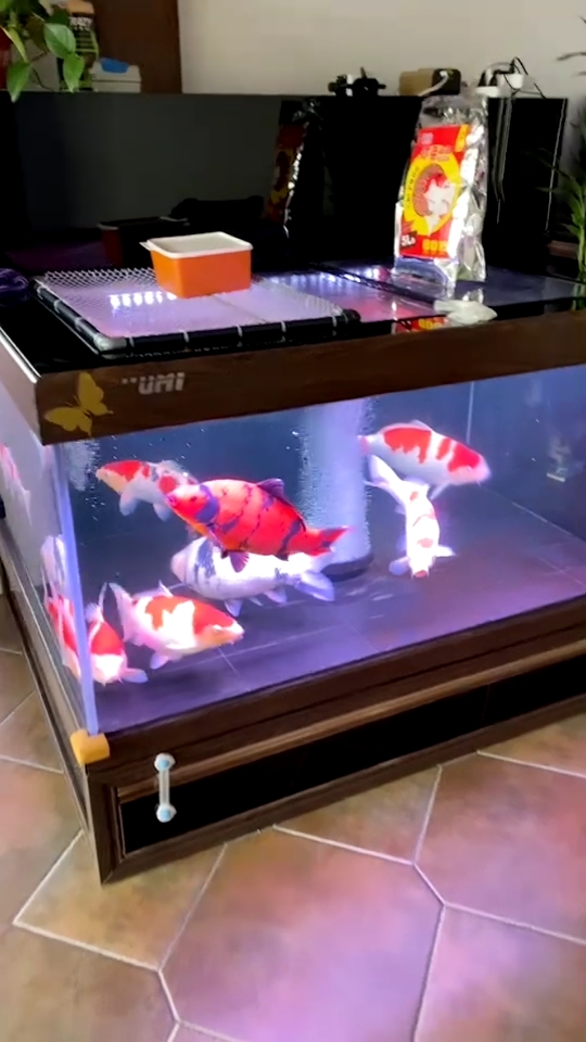 一大早收到老铁发来的一段视频说我们鱼缸不但可以养锦鲤还多了一个养