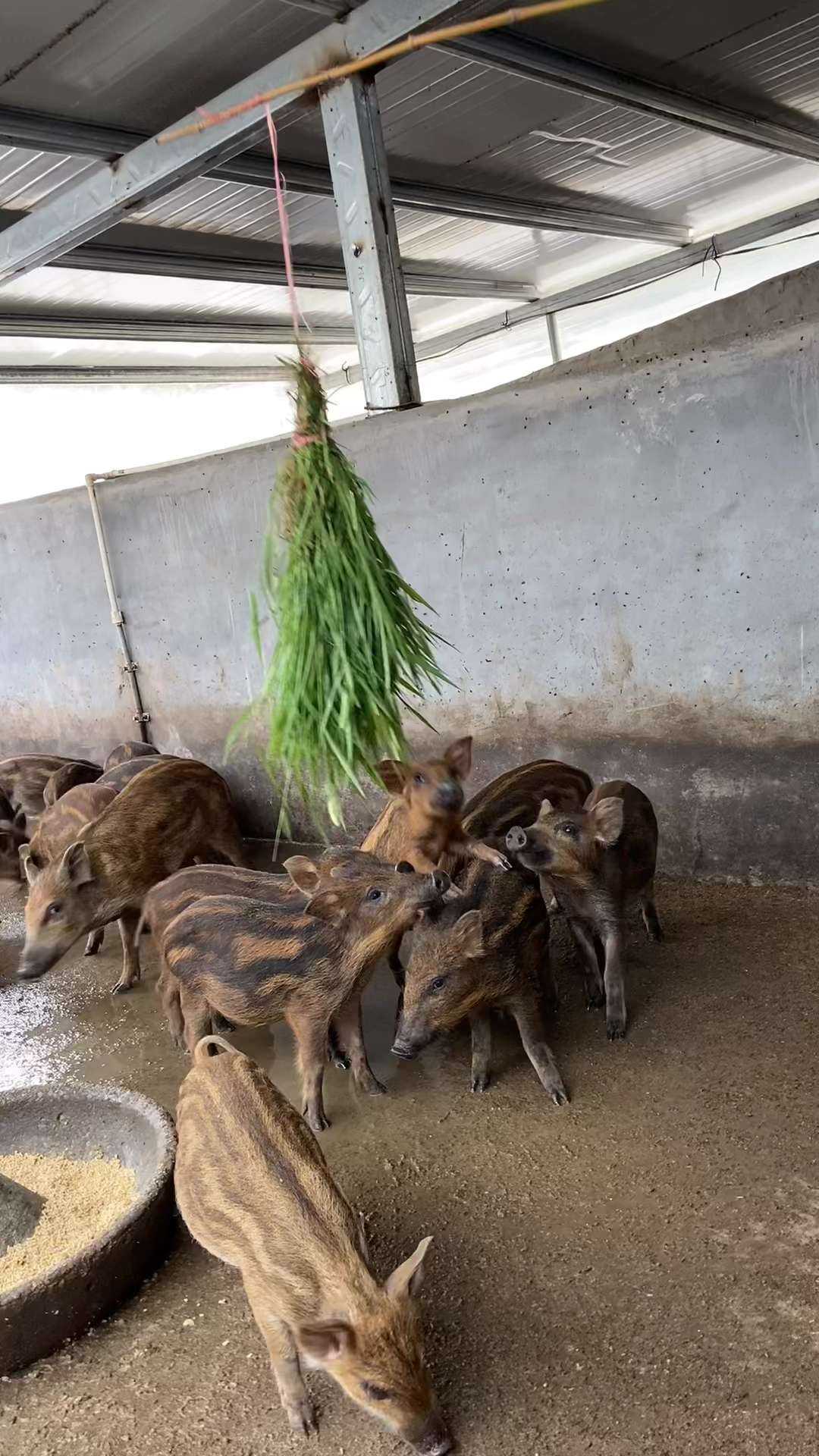 哪里有卖野猪仔的野猪苗也可以家养-度小视