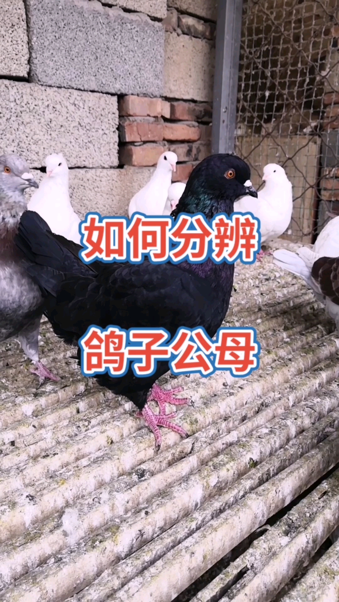 元宝鸽大体元宝鸽如何分辨公母