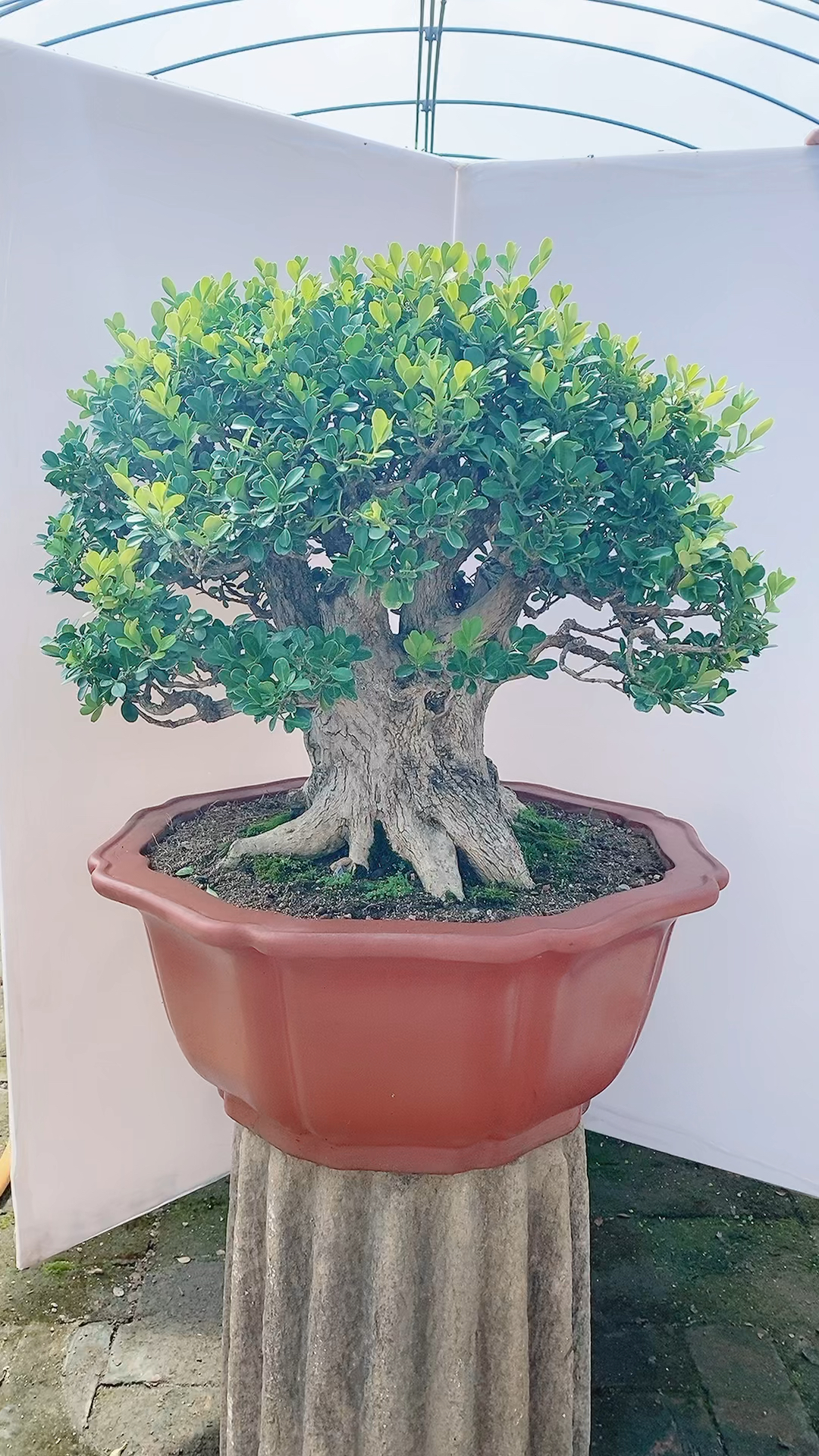 百年矮霸瓜子黄杨