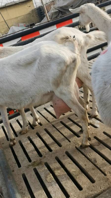 乡村生活#高产萨能奶山羊一天能产多少斤奶汁,有知道的吗