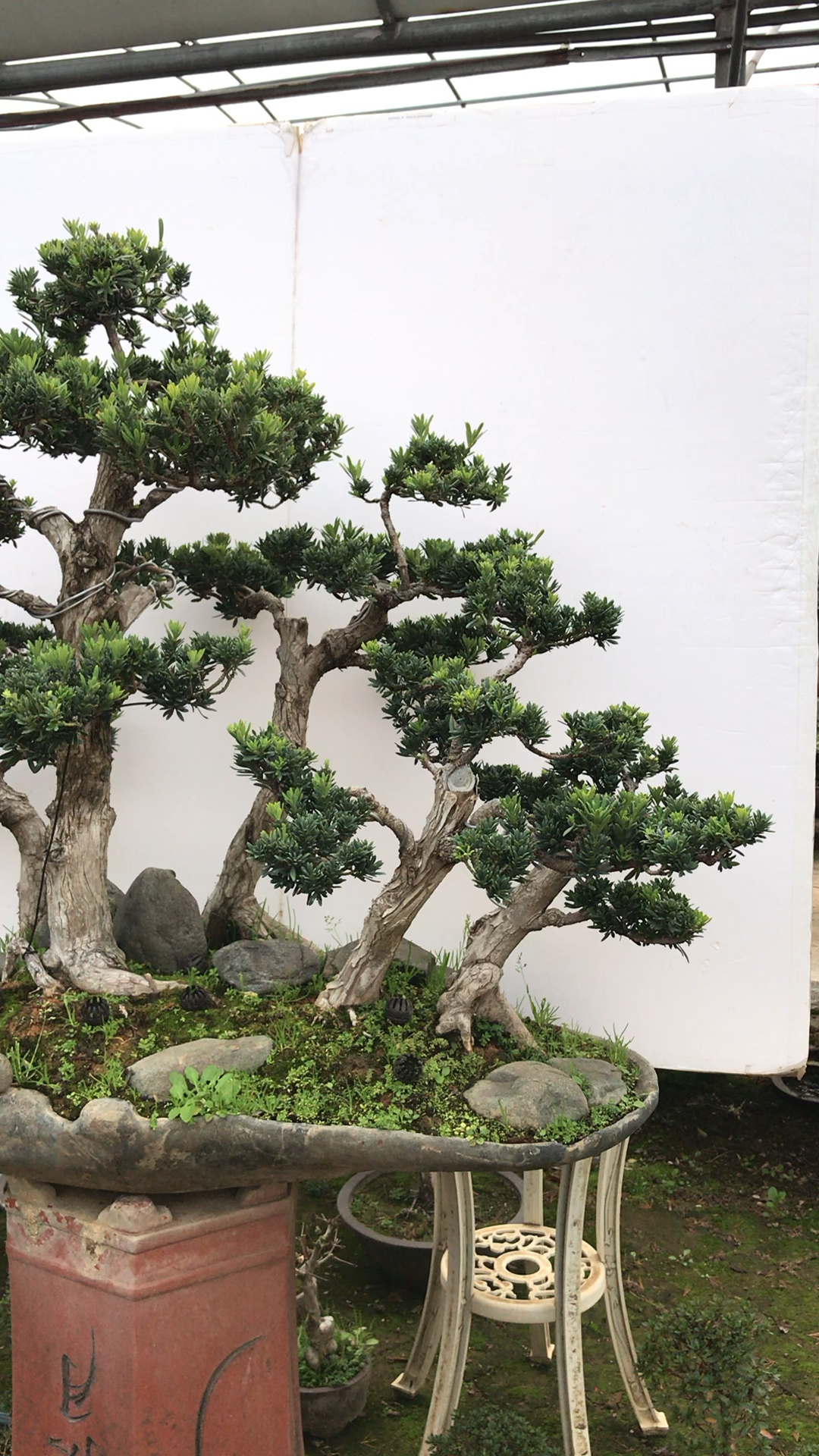 米叶罗汉松盆景