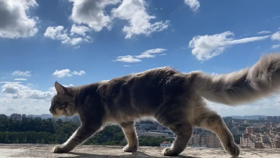 大个子,缅因猫,身材威武霸气