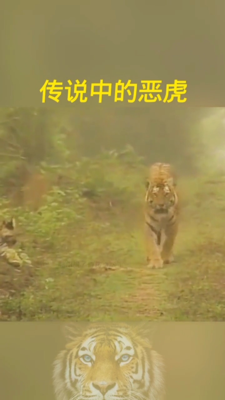 保护野生动物传说中的恶虎一声吼叫让人胆战心惊