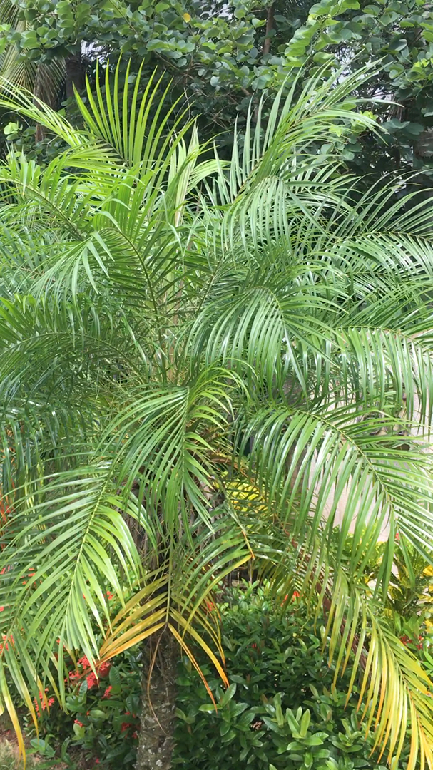 海南路边的绿植.