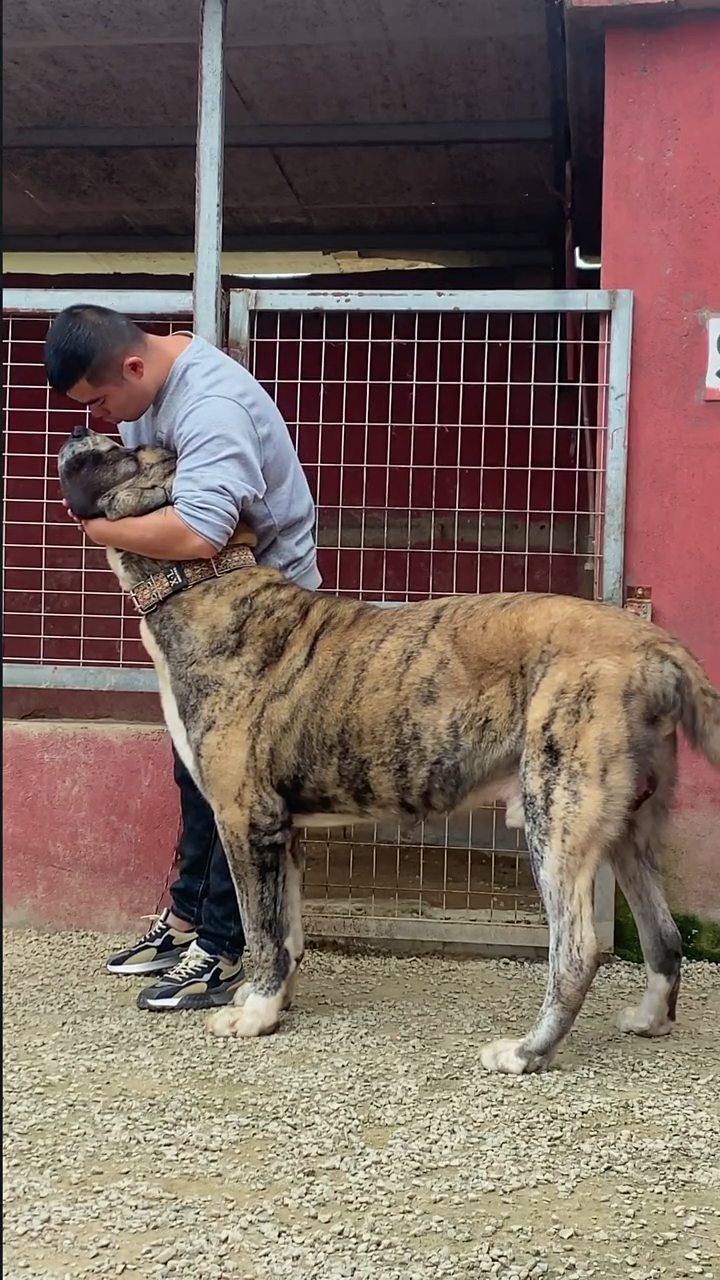 中亚牧羊犬中亚牧羊犬虎皮