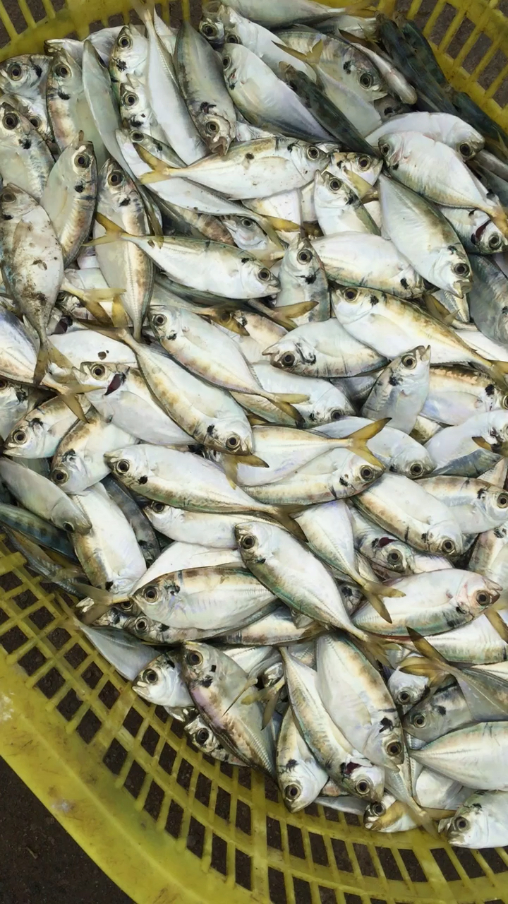 海鲜#湛江徐闻县外罗鱼港(最南端的最后一个港口近海域海鲜新鲜为主)