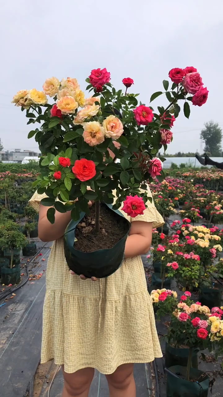 树桩月季,多色树桩,大花浓香型花卉,多季开花机器