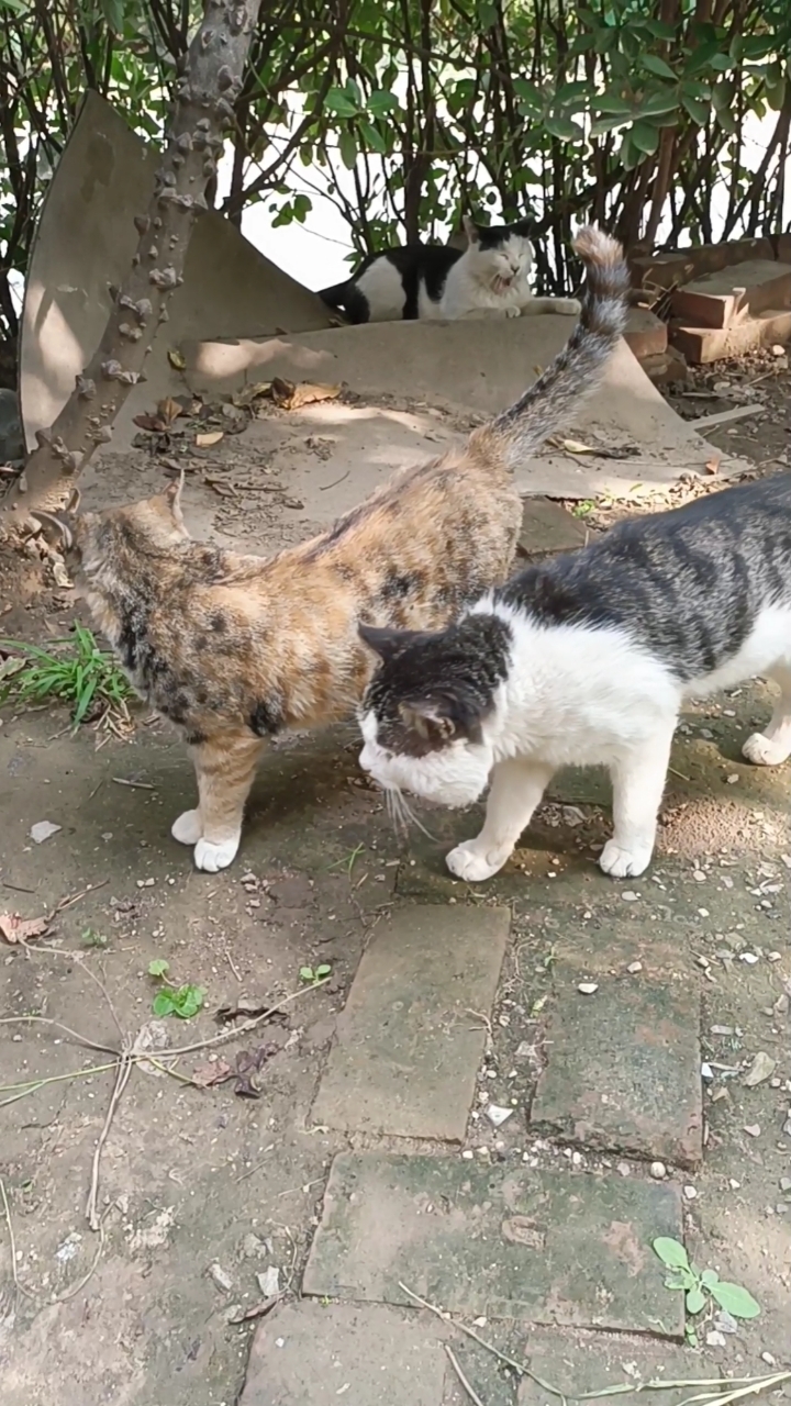 关爱流浪猫#感谢宝妈又来喂孩子们