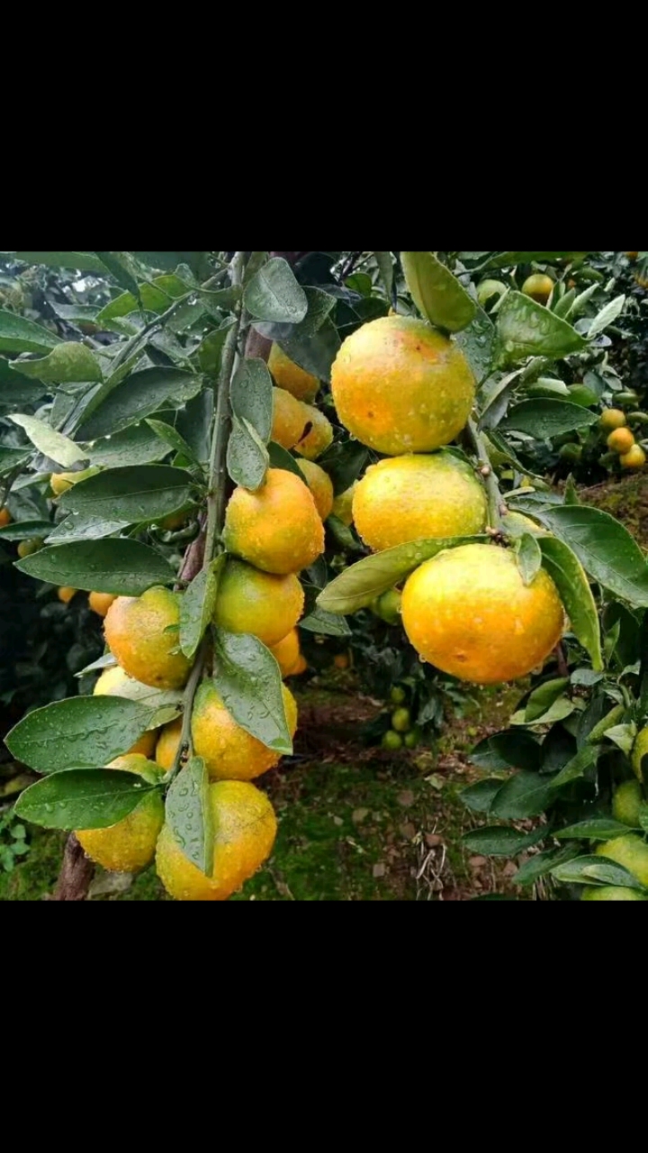 帝王特早柑桔#阳光一号柑桔#阳光一号蜜桔#特早柑桔#特早蜜橘#柑橘新