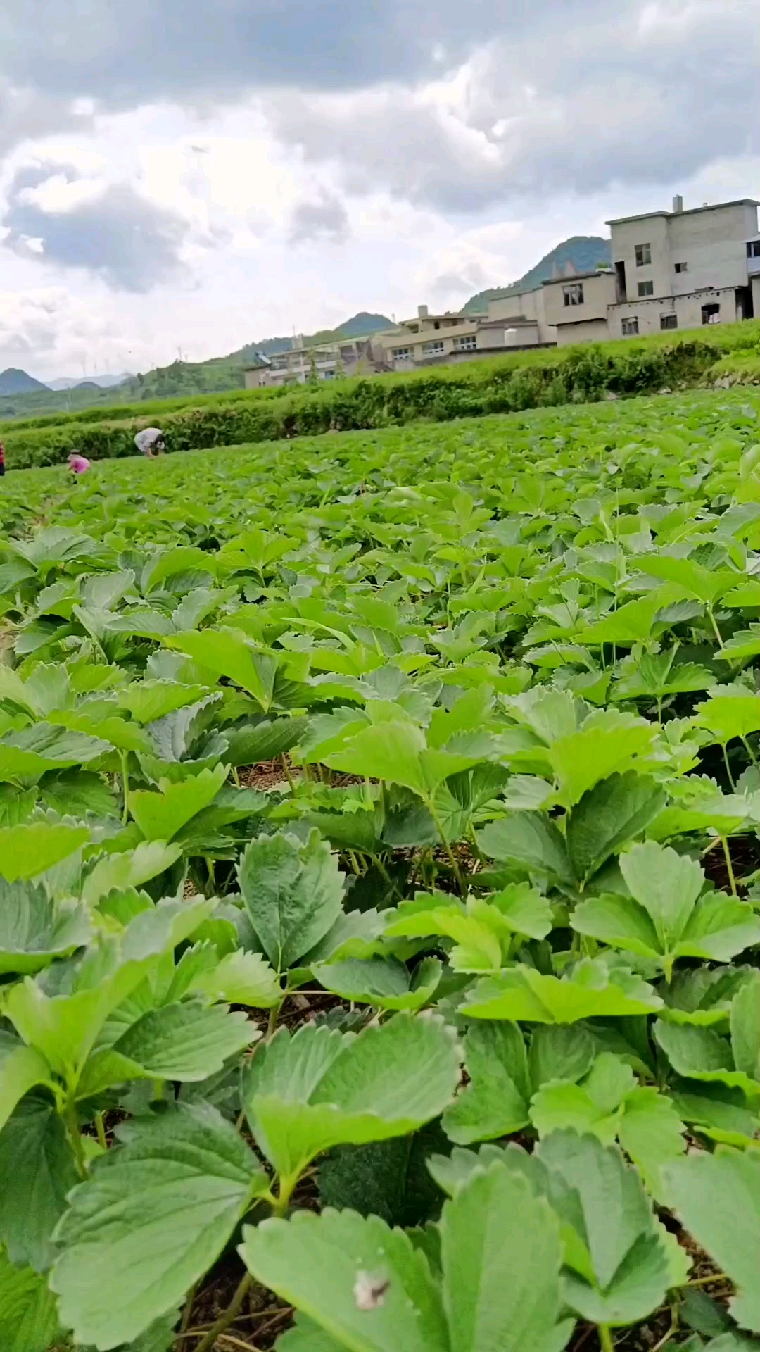 200万大叶红颜草莓苗,海拔1200米,花芽分化早,能做到提前上市的草莓苗